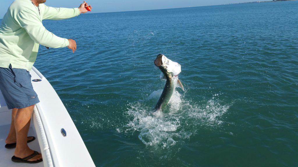 5 Fascinating Facts About Tarpon