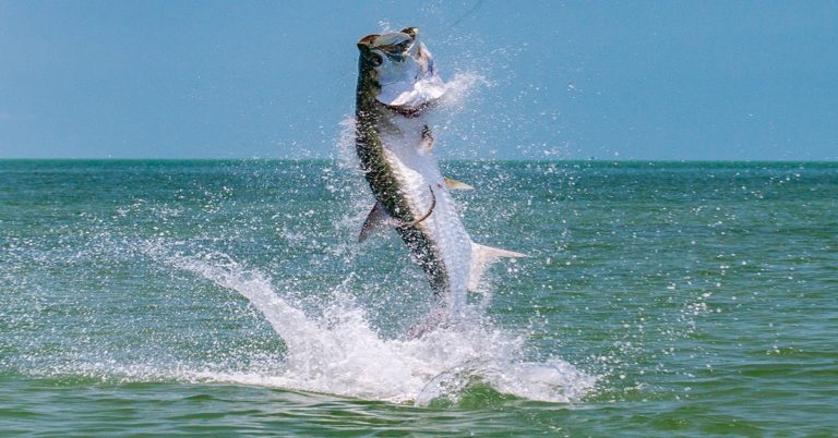 tarpon fishing florida - Naples Saltwater Fishing